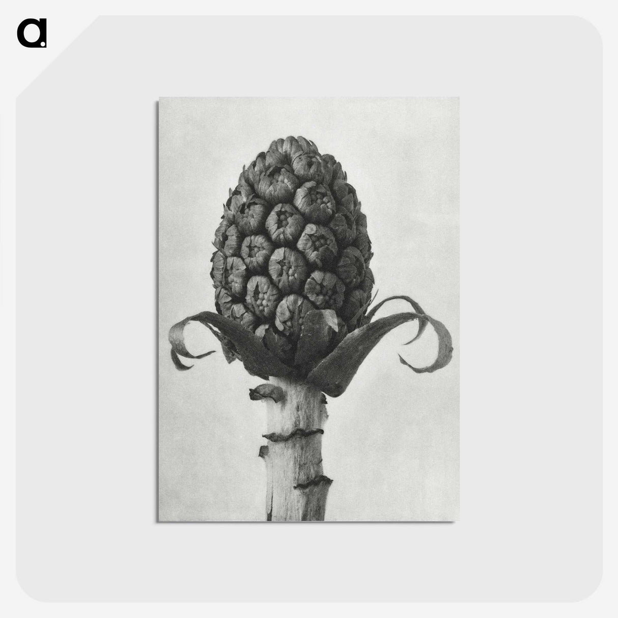 1-61_Karl-Blossfeldt_postcard