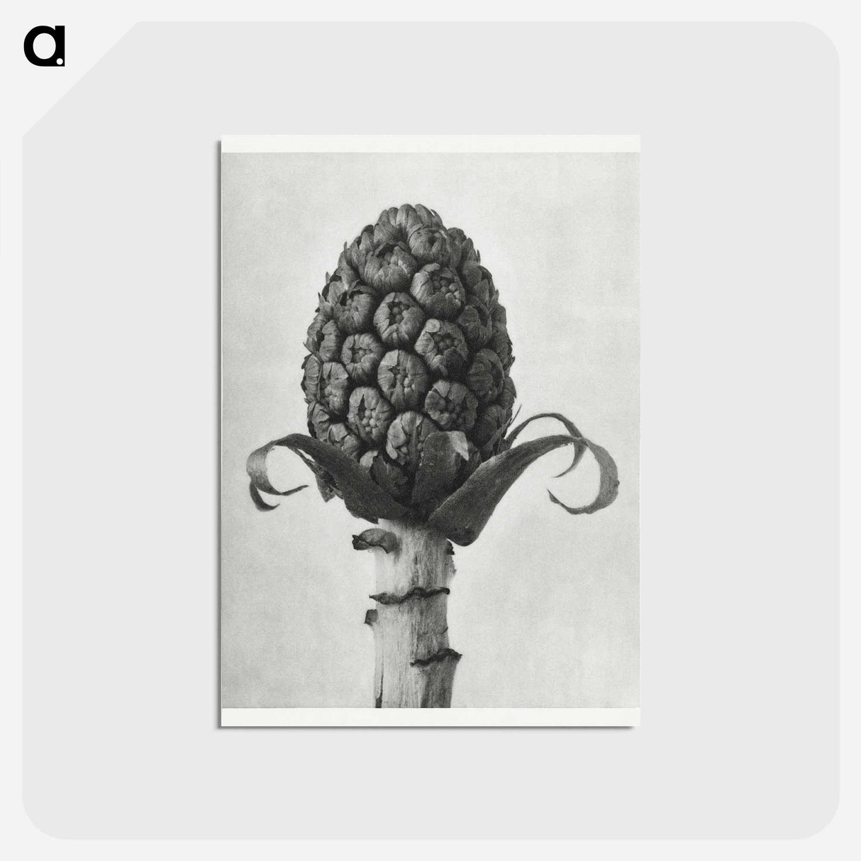 アートポストカード-Petasites Officinalis (Butterbur) - カール ブロスフェルト Postcard.