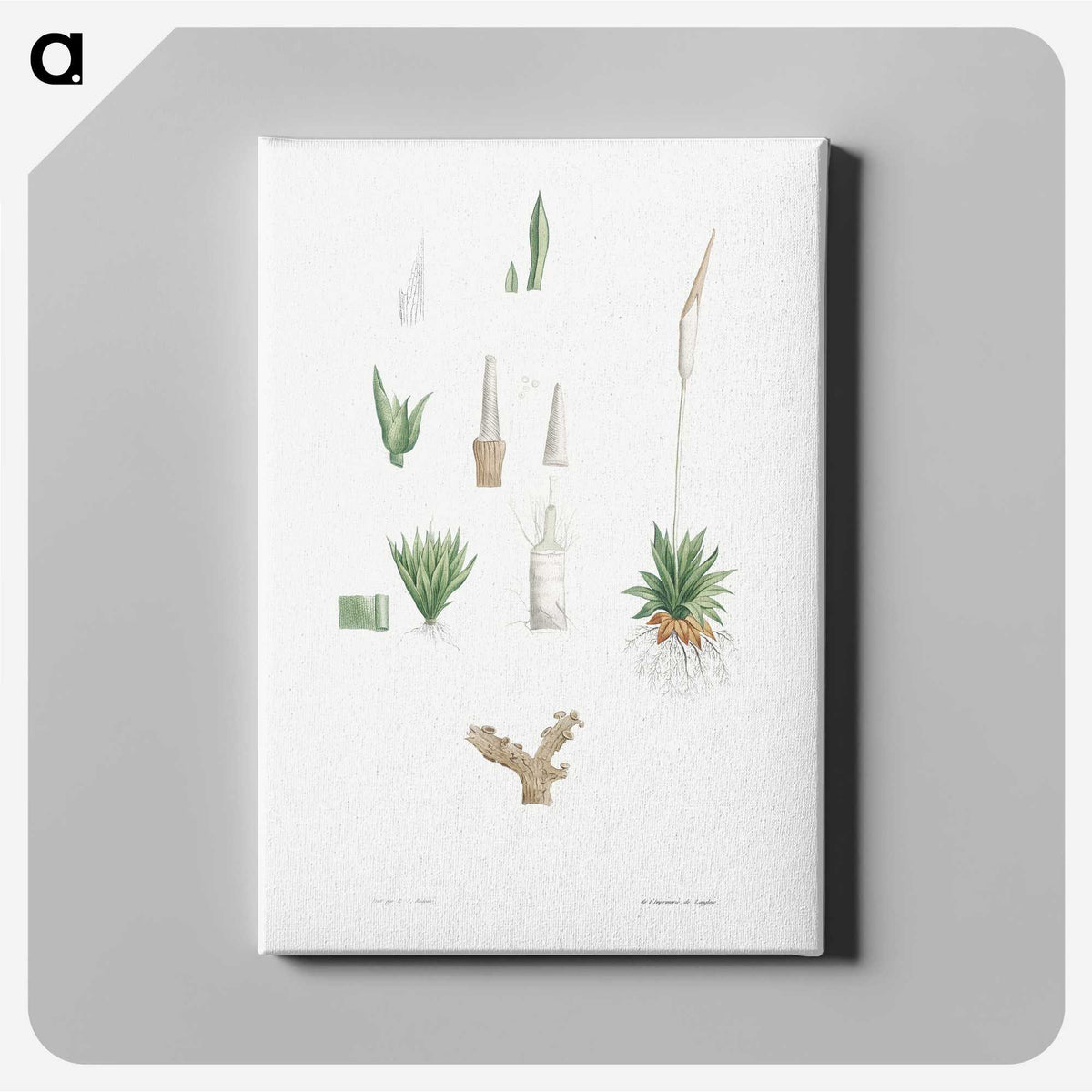 1-61_La-Botanique_canvas