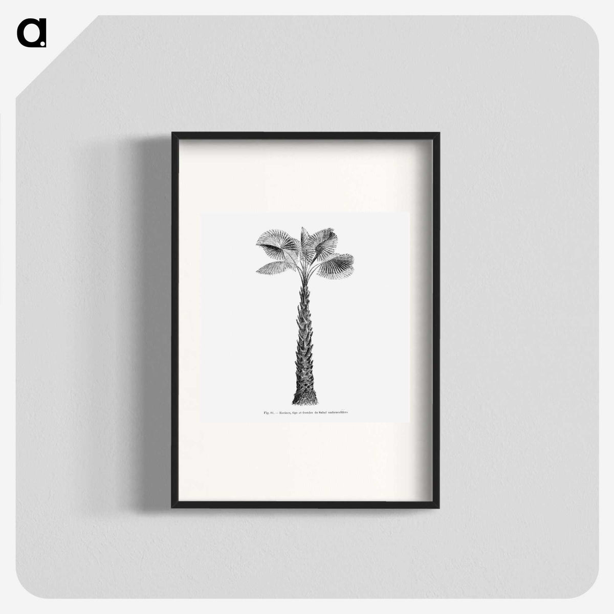 1-61_Les-Palmiers-Histoire-Iconographique_blk