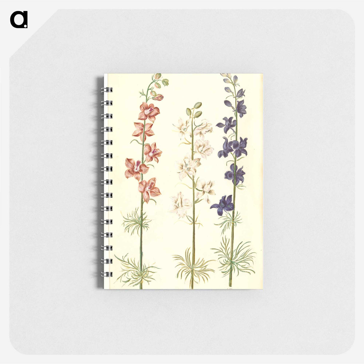 1-61_Maria-Sibylla-Merian_memo