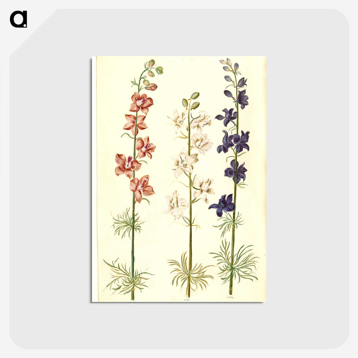 1-61_Maria-Sibylla-Merian_postcard