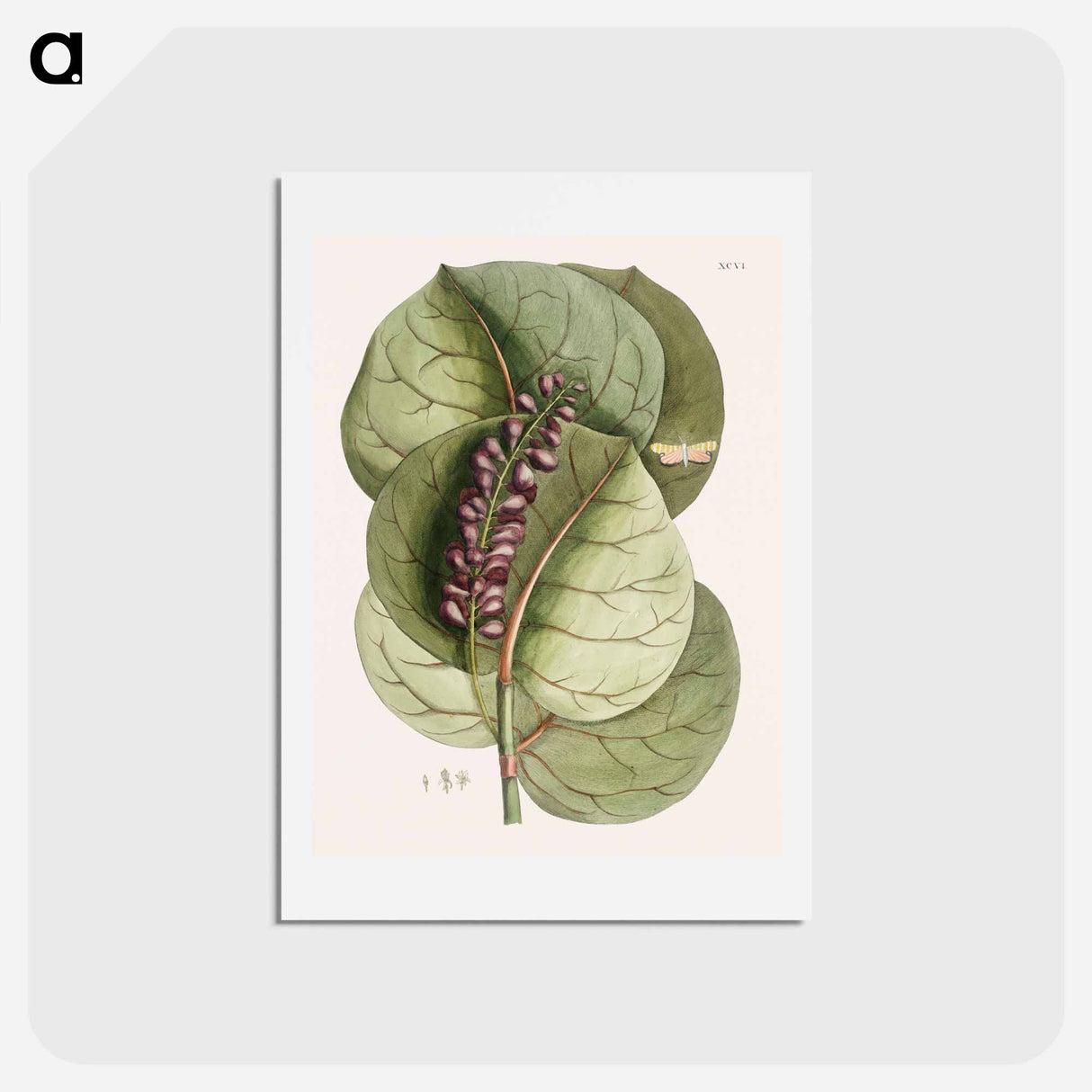 アートポストカード-Mangrove Grape-Tree and Great Horned Butterfly
- マーク ケイツビー Postcard.