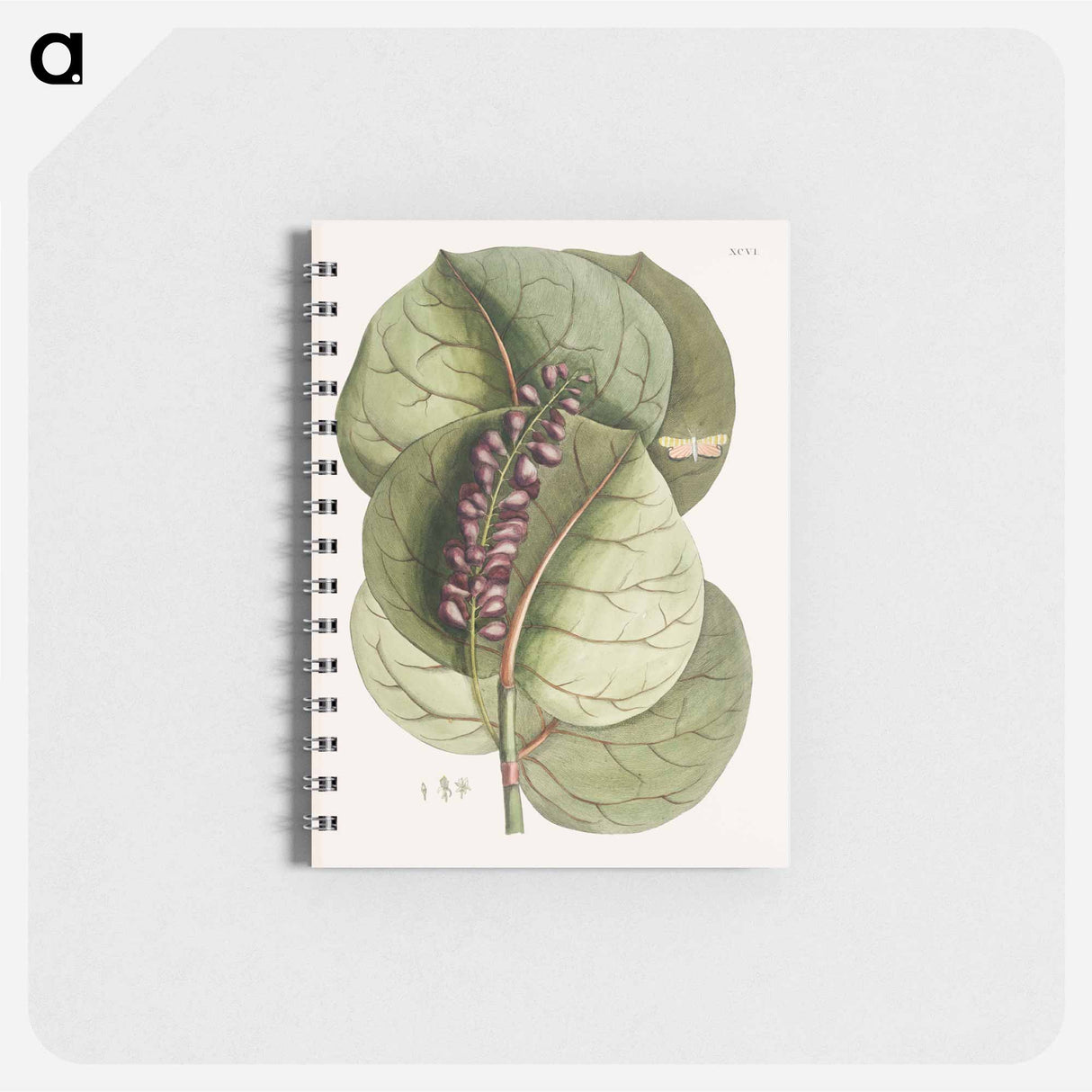 アートメモ帳-Mangrove Grape-Tree and Great Horned Butterfly
- マーク ケイツビー Memo.