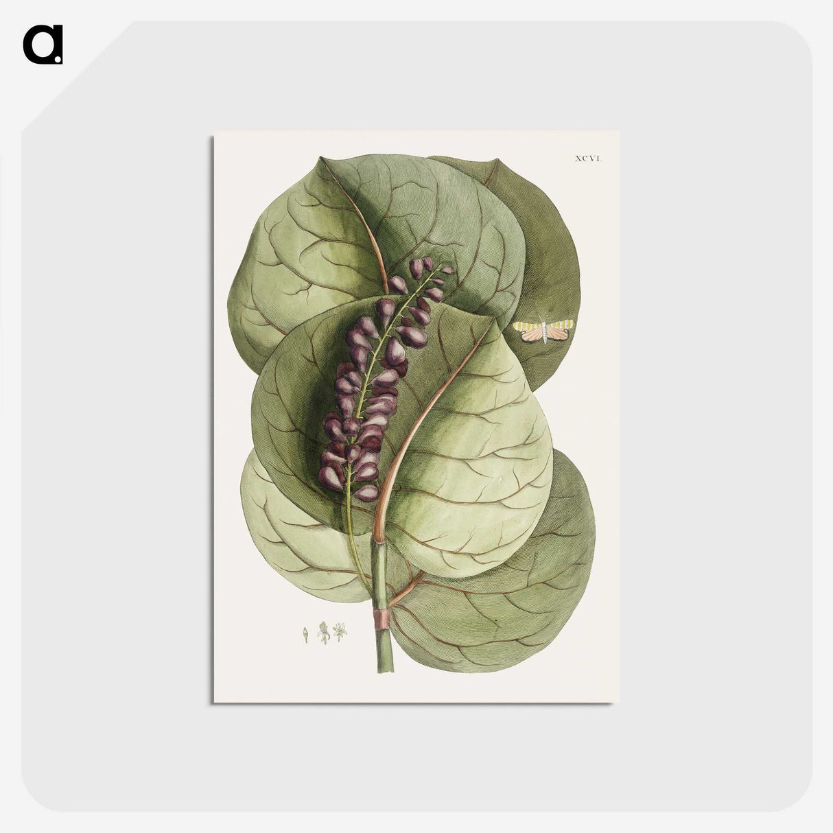 1-61_Mark-Catesby_postcard