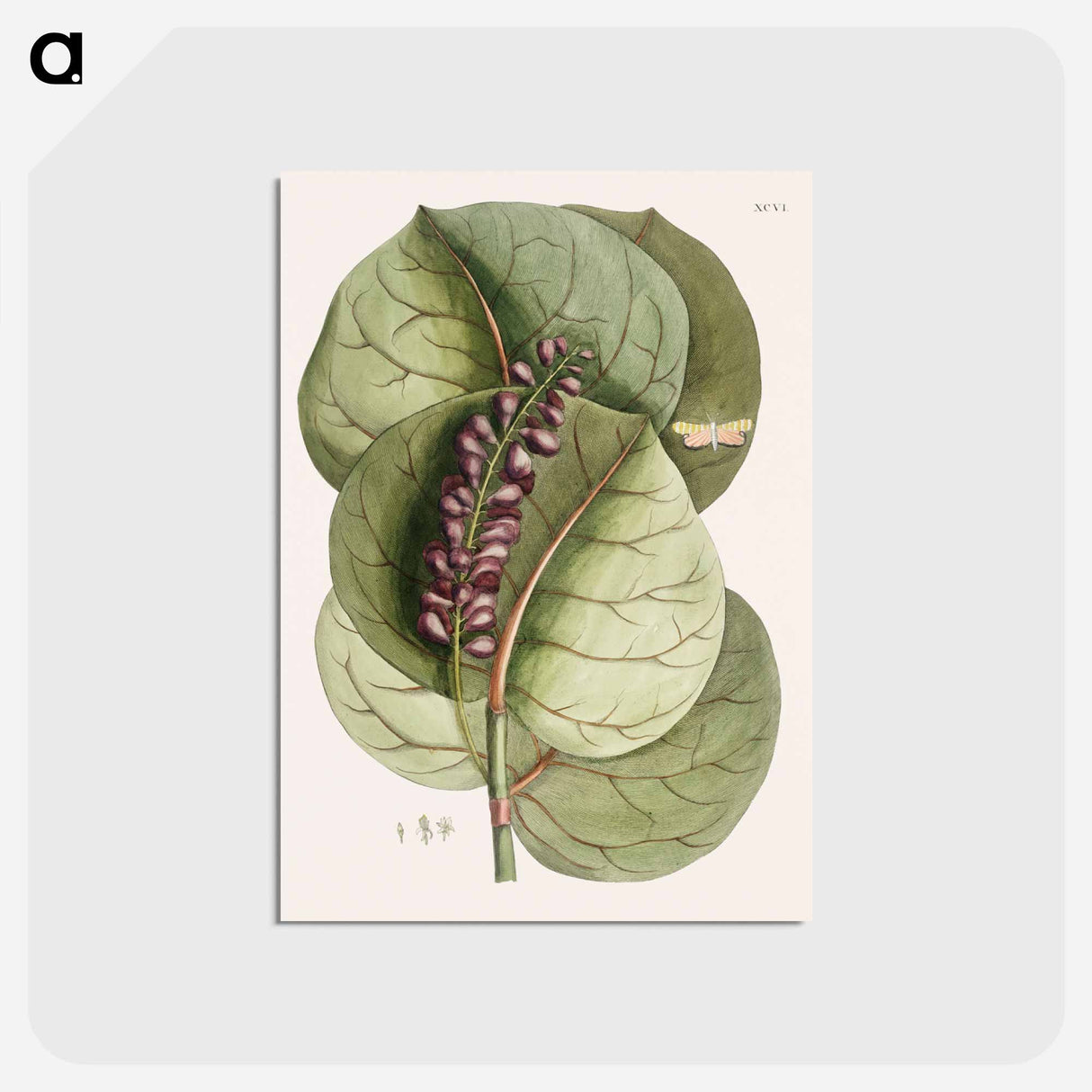 アートポストカード-Mangrove Grape-Tree and Great Horned Butterfly
- マーク ケイツビー Postcard.