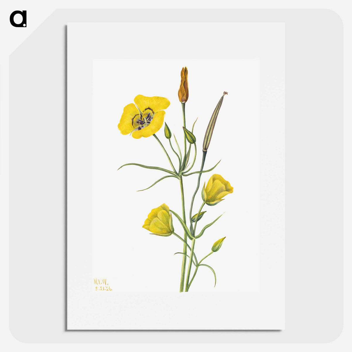 1-61_Mary-Vaux-Walcott_picture