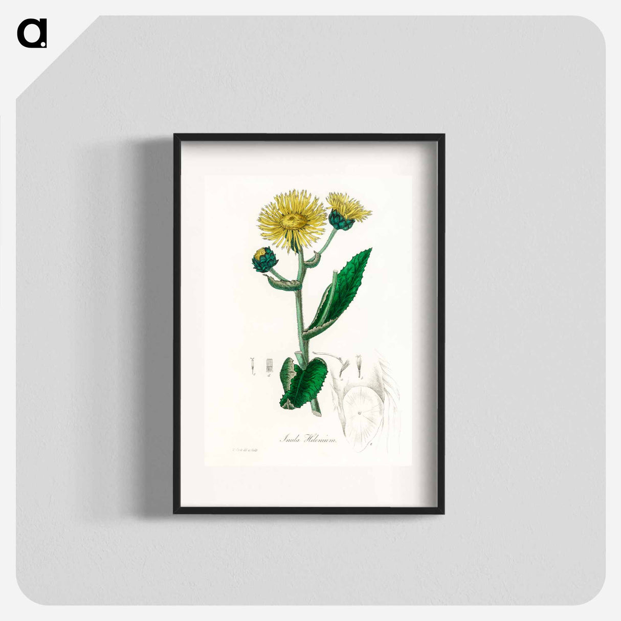 アートポスター-Elecampane Illustration
- 薬用植物学 Poster.