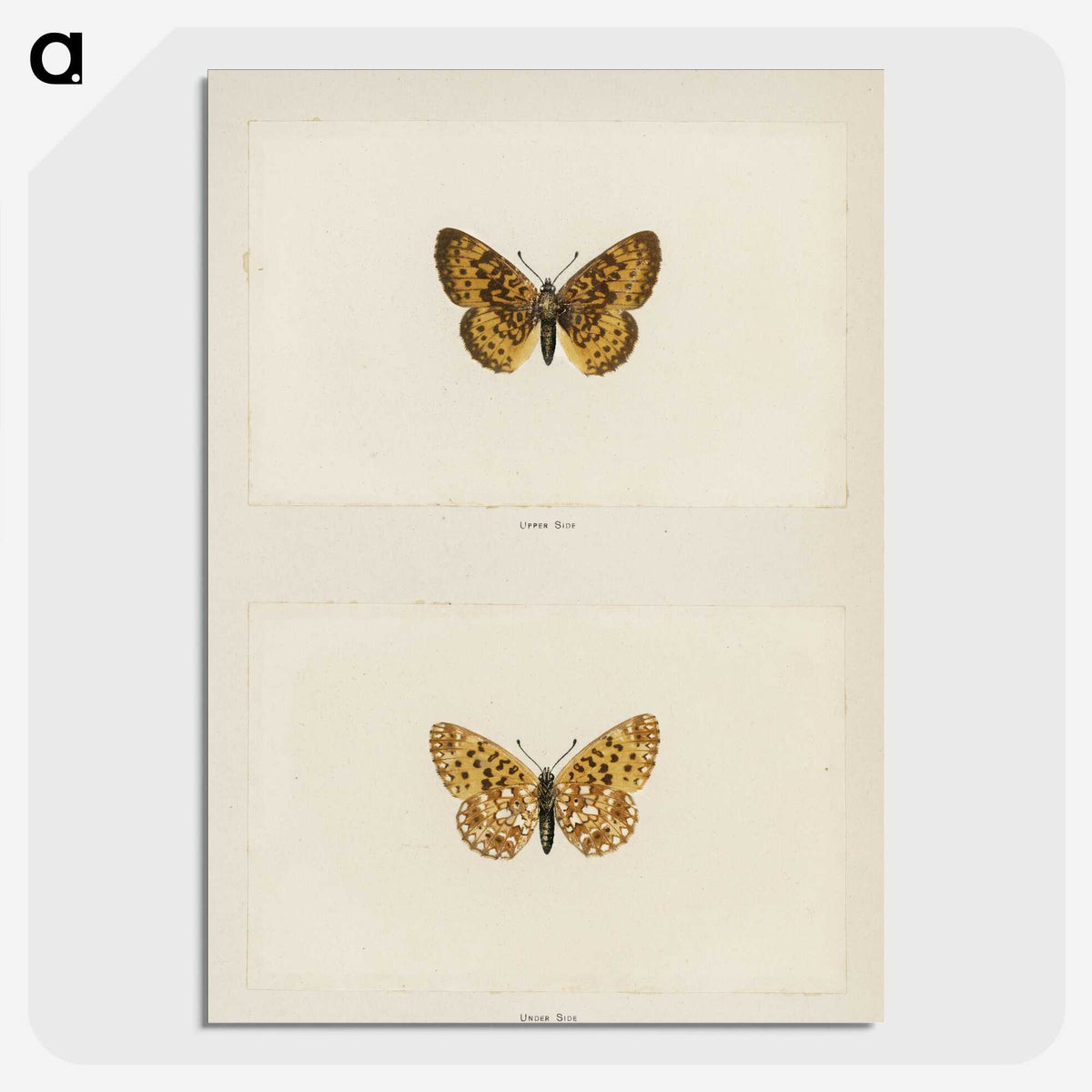 1-61_Moths-and-Butterflies-of-the-United-States_picture-crop