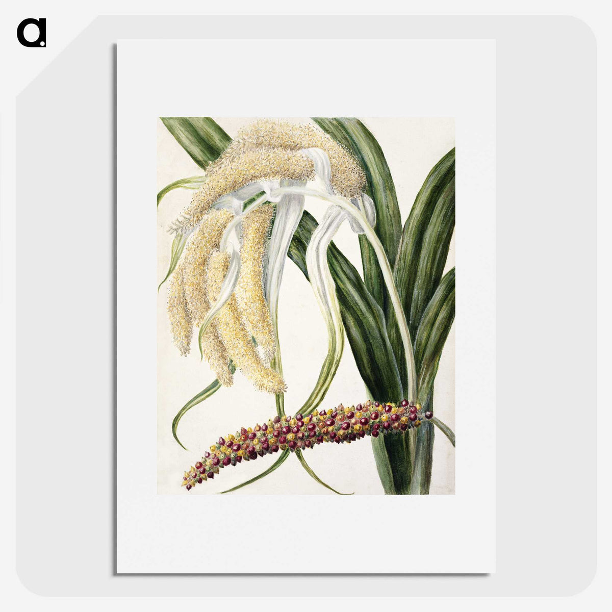 1-61_Native-Flowering-Plants-of-New-Zealand_picture