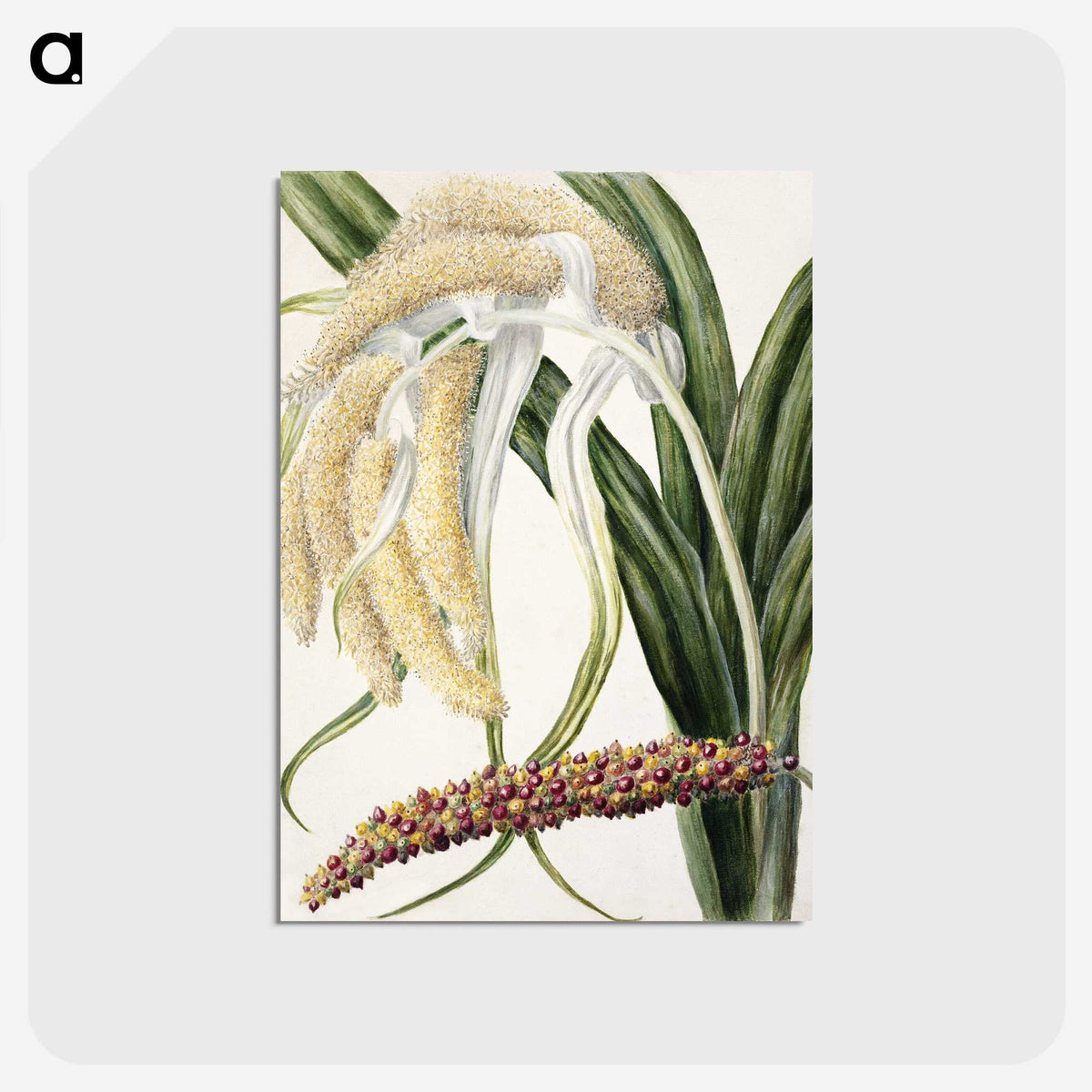 1-61_Native-Flowering-Plants-of-New-Zealand_postcard