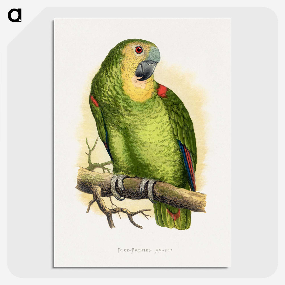 1-61_Parrots-in-Captivity_picture-crop