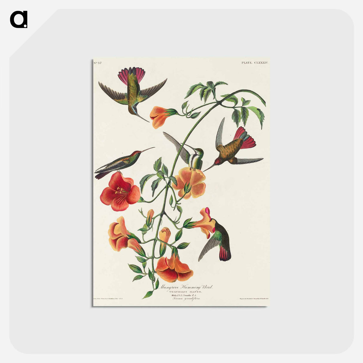 アートポストカード-Mango Hummingbird from Birds of America
- アメリカの鳥たち Postcard.