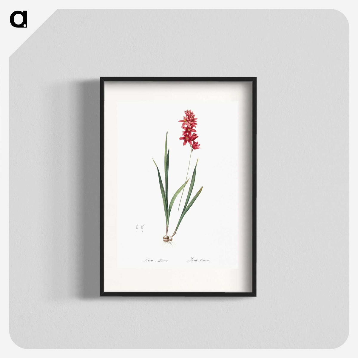 1-61_The-Lilies_blk