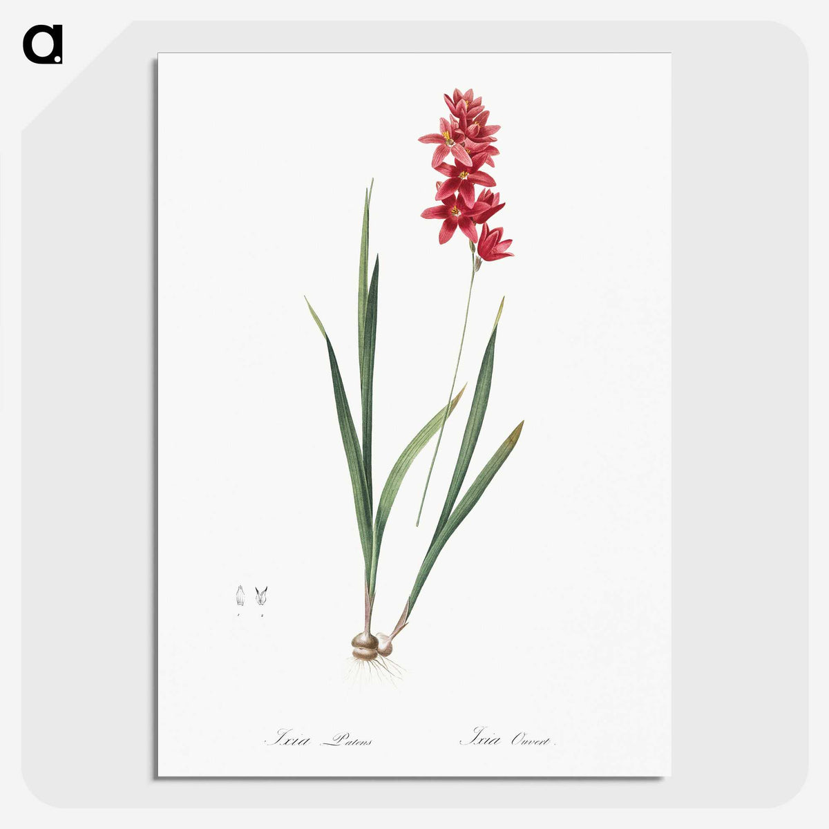 1-61_The-Lilies_picture-crop