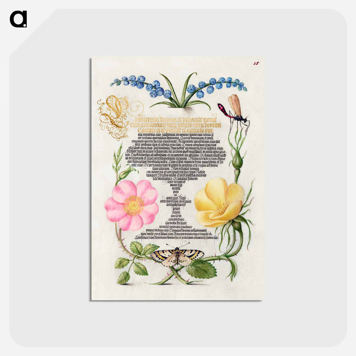 アートポストカード-Grape Hyacinth, Wasplike Insect, Eglantine, Austrian Brier, and Magpie Moth
- 書道のお手本 Postcard.