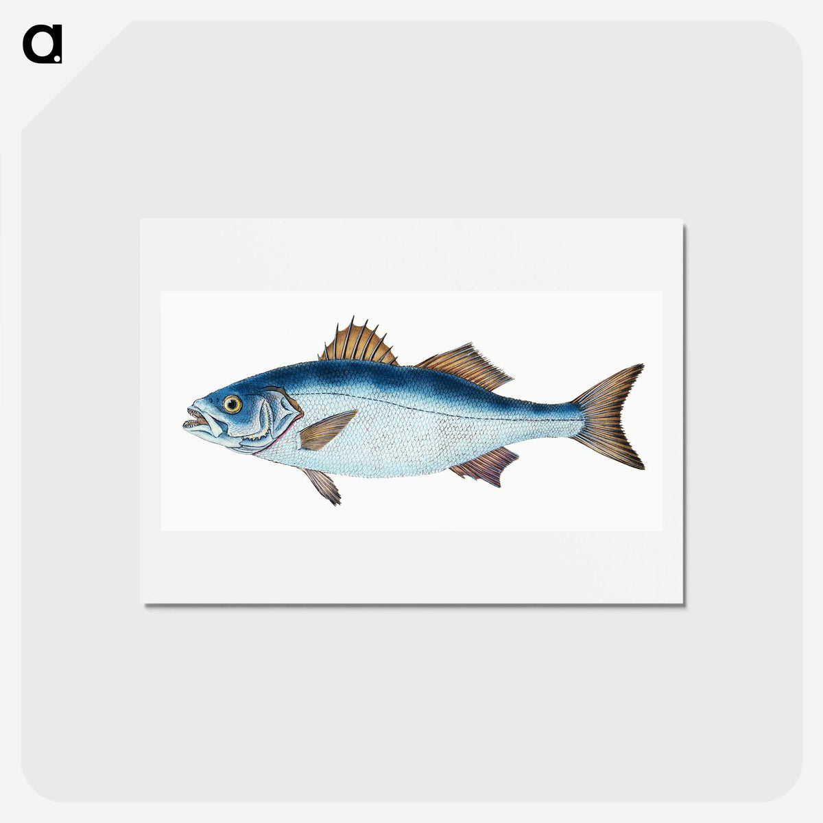 1-61_The-Natural-History-of-British-Fishes_hagaki