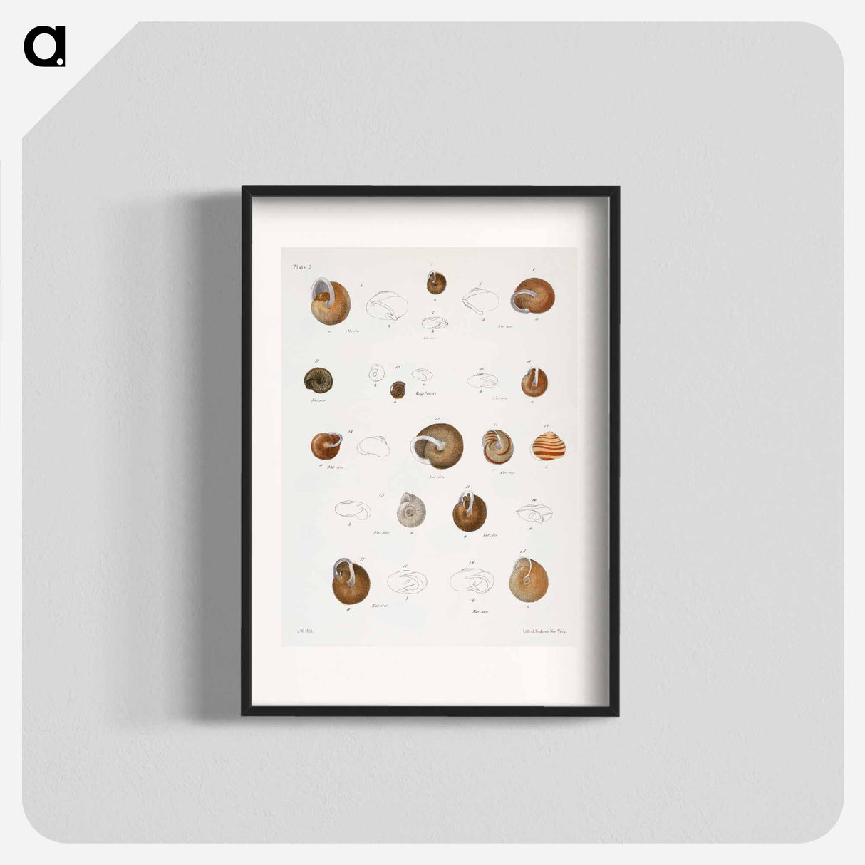 Different types of seashells illustration from Zoology of New York by James Ellsworth De Kay - Zoology of New York Poster.