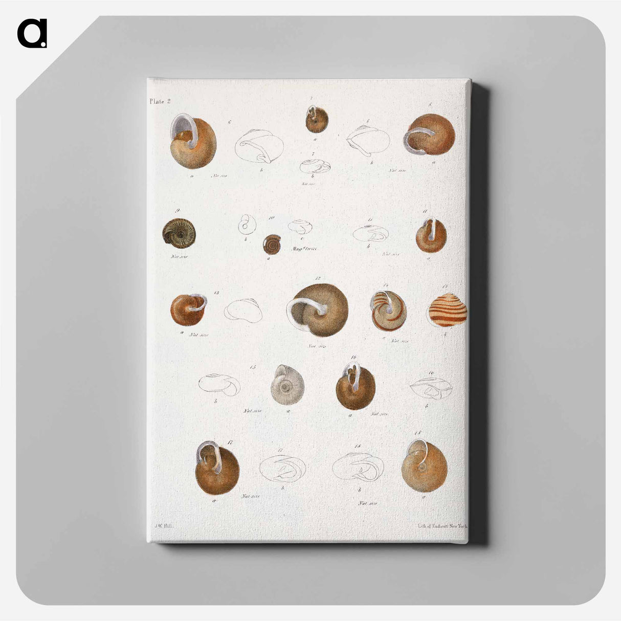 Different types of seashells illustration from Zoology of New York by James Ellsworth De Kay - Zoology of New York Canvas.