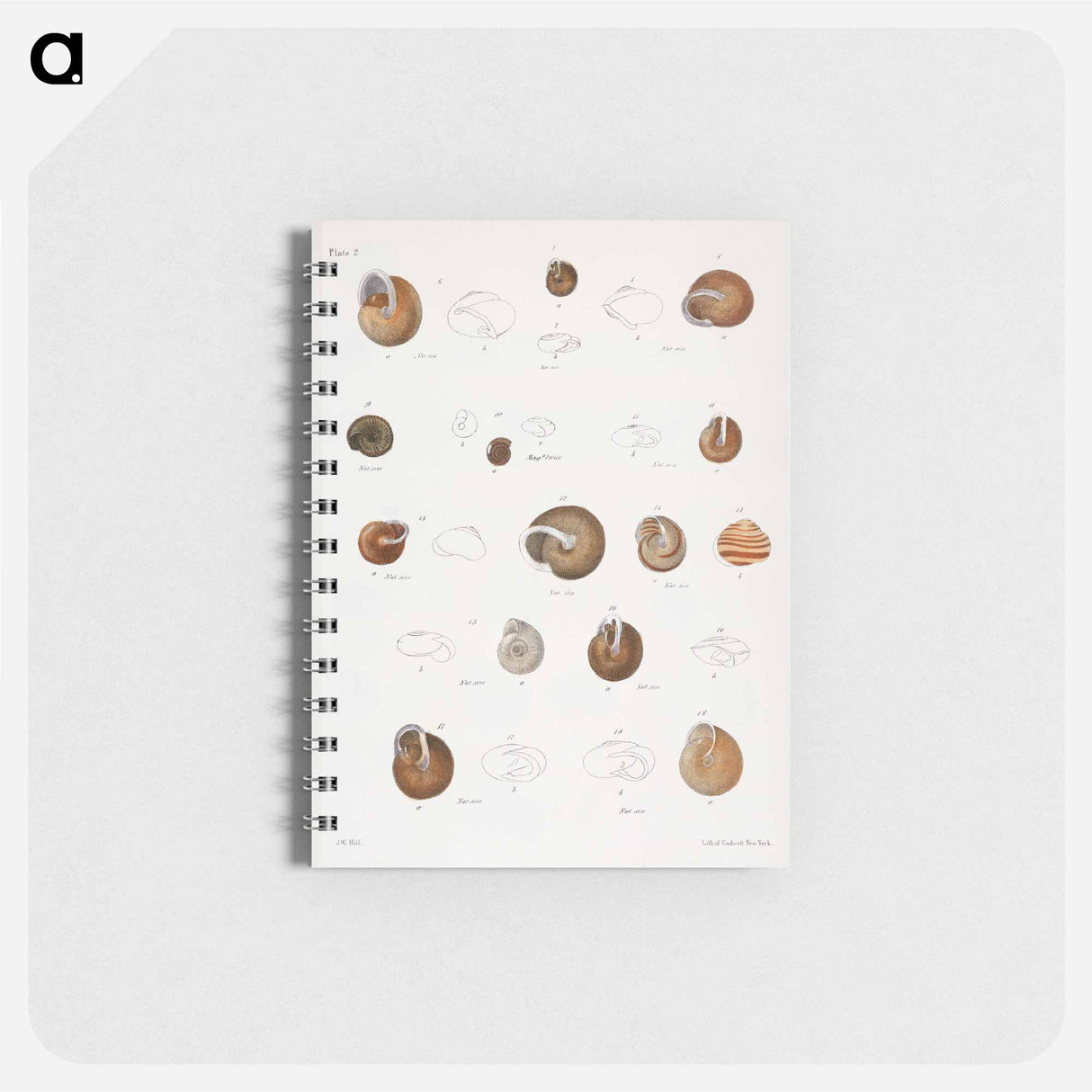 Different types of seashells illustration from Zoology of New York by James Ellsworth De Kay - ニューヨークの動物学 Memo.