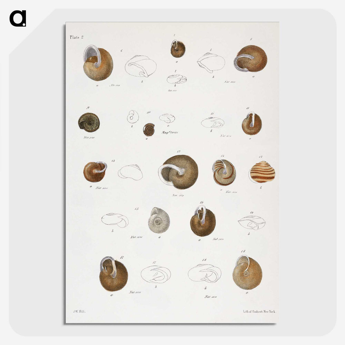 1-61_Zoology-of-New-York_picture-crop