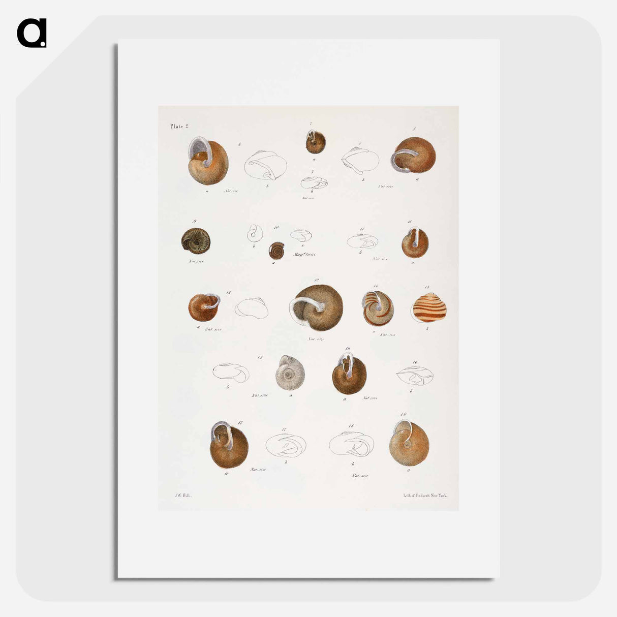 Different types of seashells illustration from Zoology of New York by James Ellsworth De Kay - Zoology of New York Poster.