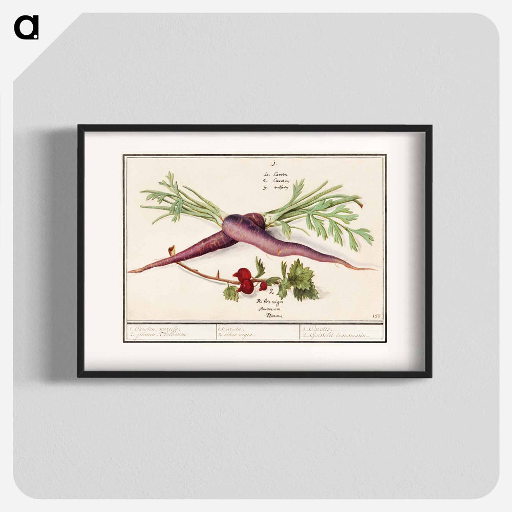 Carrot, Daucus carota and red currant, Ribes rubrum - アンセルムス ボエティウス デ ブート Poster.