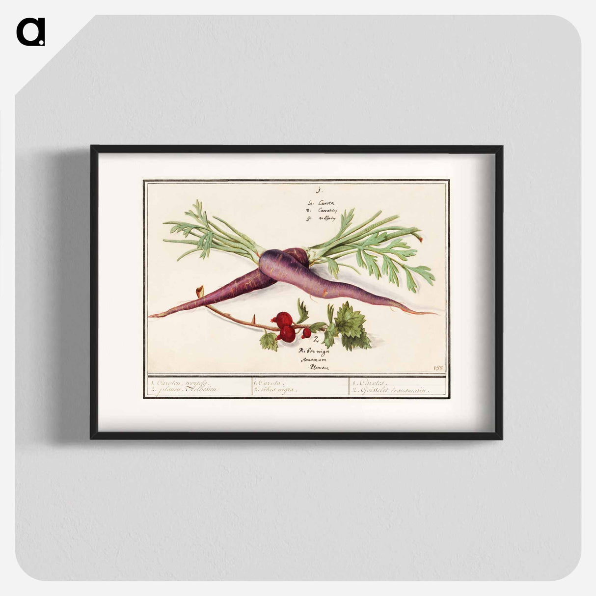 Carrot, Daucus carota and red currant, Ribes rubrum - アンセルムス ボエティウス デ ブート Poster.