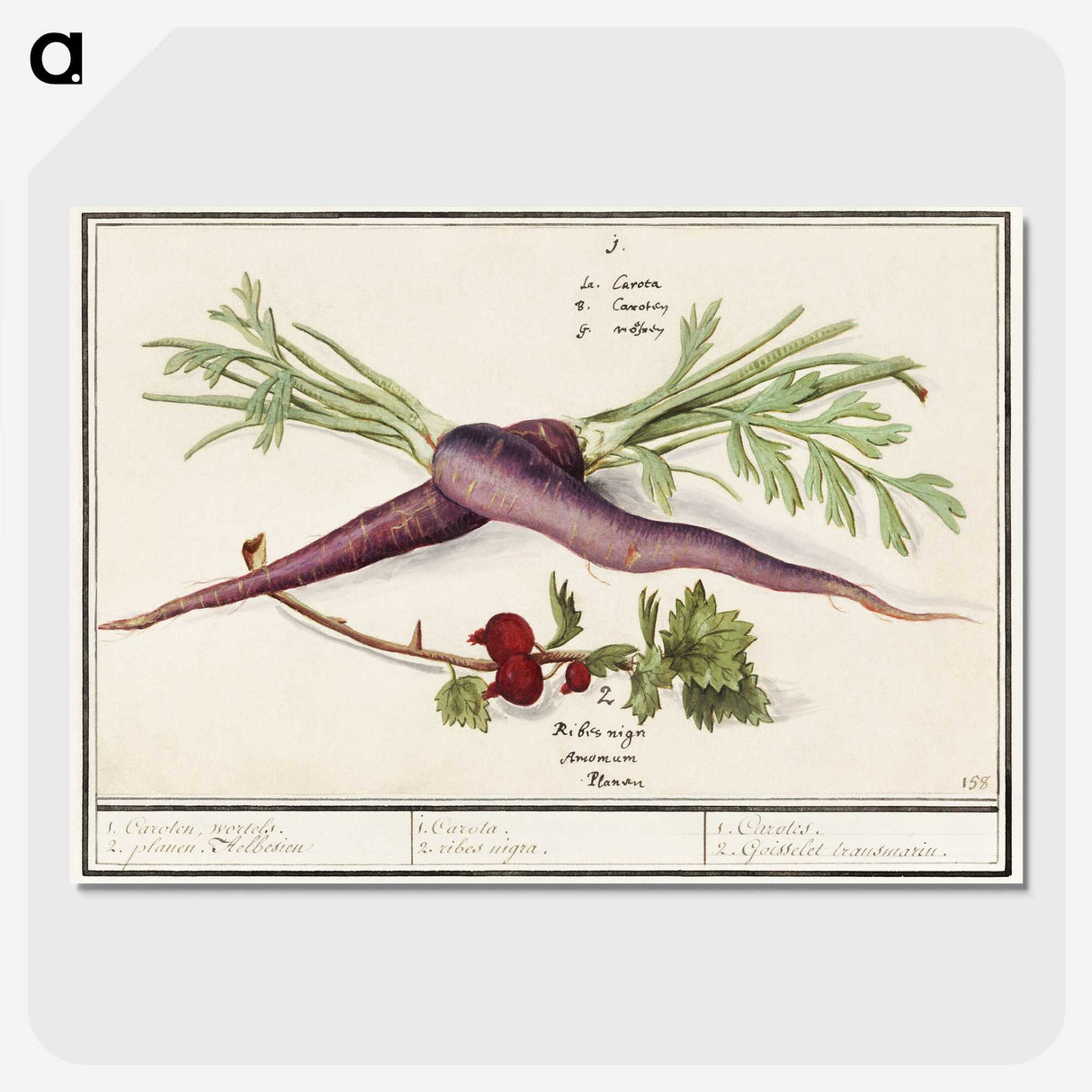 1-62_Anselmus-Boetius-de-Boodt_picture-crop