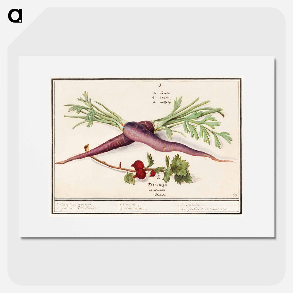 Carrot, Daucus carota and red currant, Ribes rubrum - アンセルムス ボエティウス デ ブート Poster.