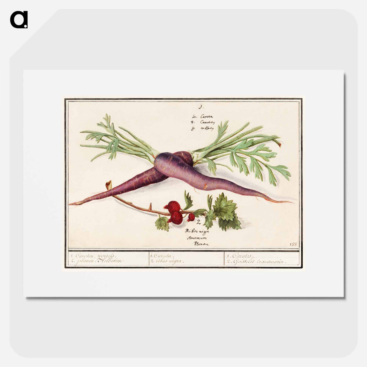 Carrot, Daucus carota and red currant, Ribes rubrum - アンセルムス ボエティウス デ ブート Poster.