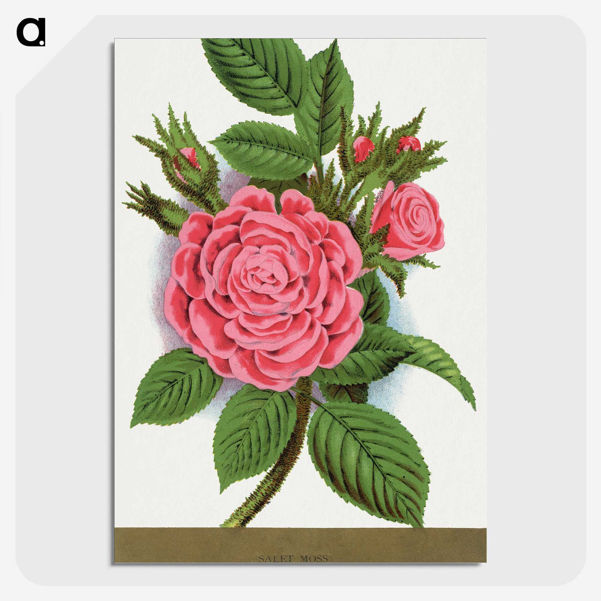 1-62_Botanical-Specimen-Plates_picture-crop