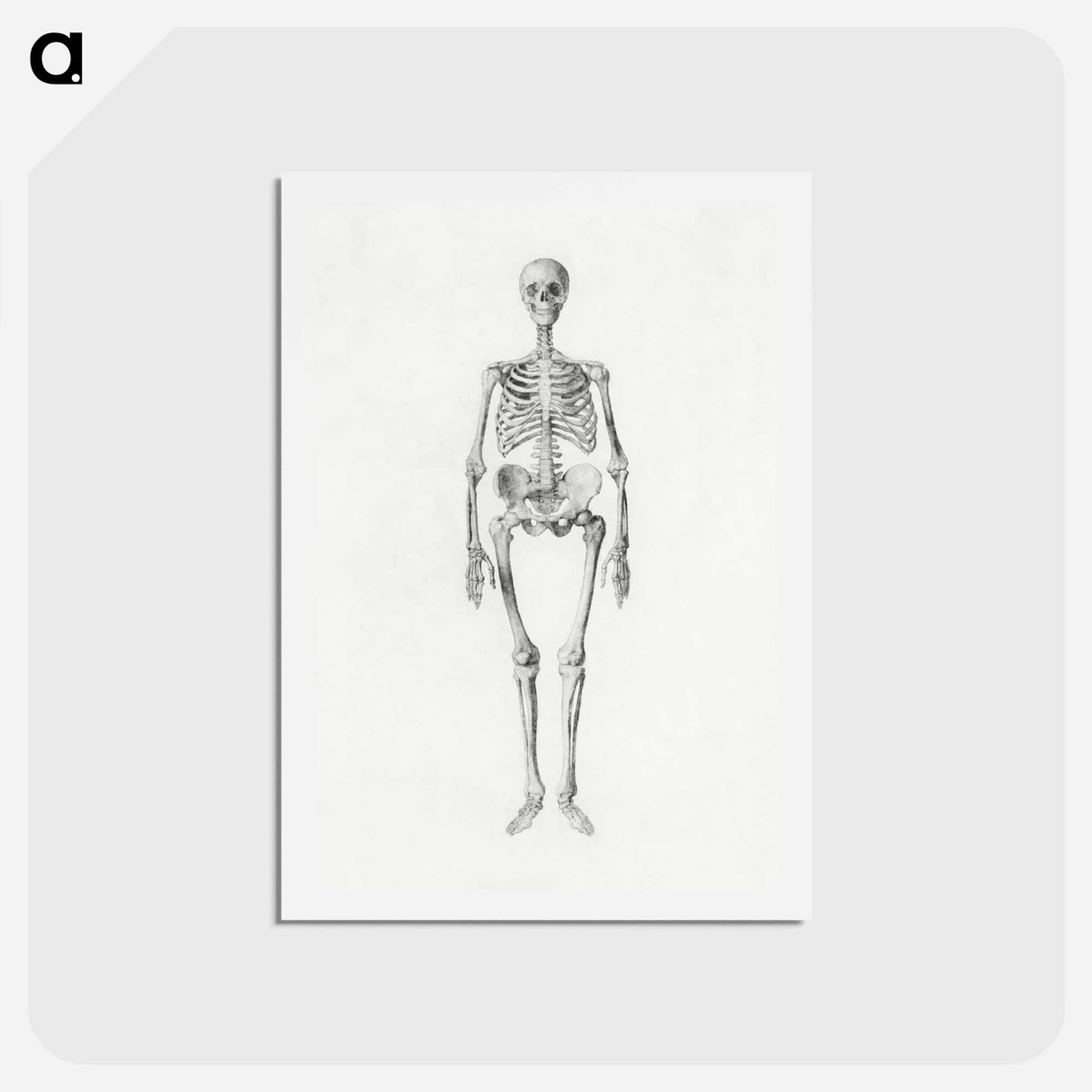 アートポストカード-Human Skeleton, Anterior View
- ジョージ スタッブス Postcard.