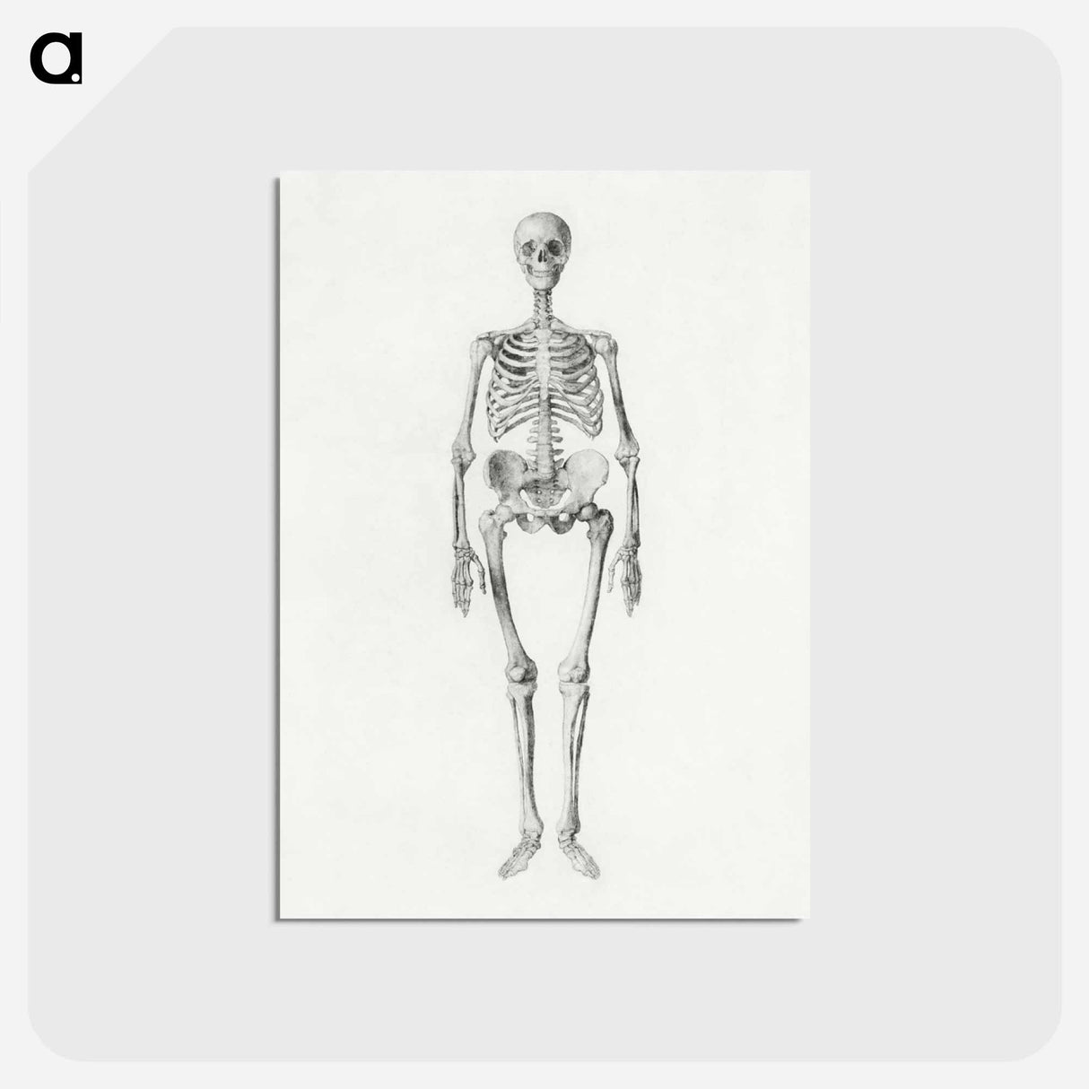 アートポストカード-Human Skeleton, Anterior View
- ジョージ スタッブス Postcard.