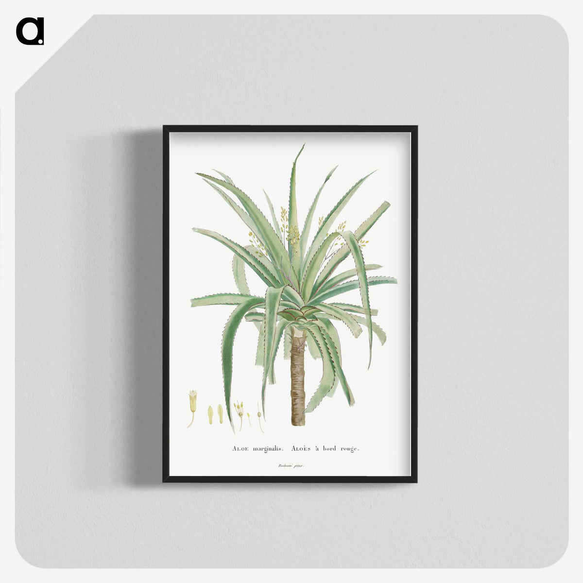 1-62_Histoire-des-Plantes-Grasses_blk-crop