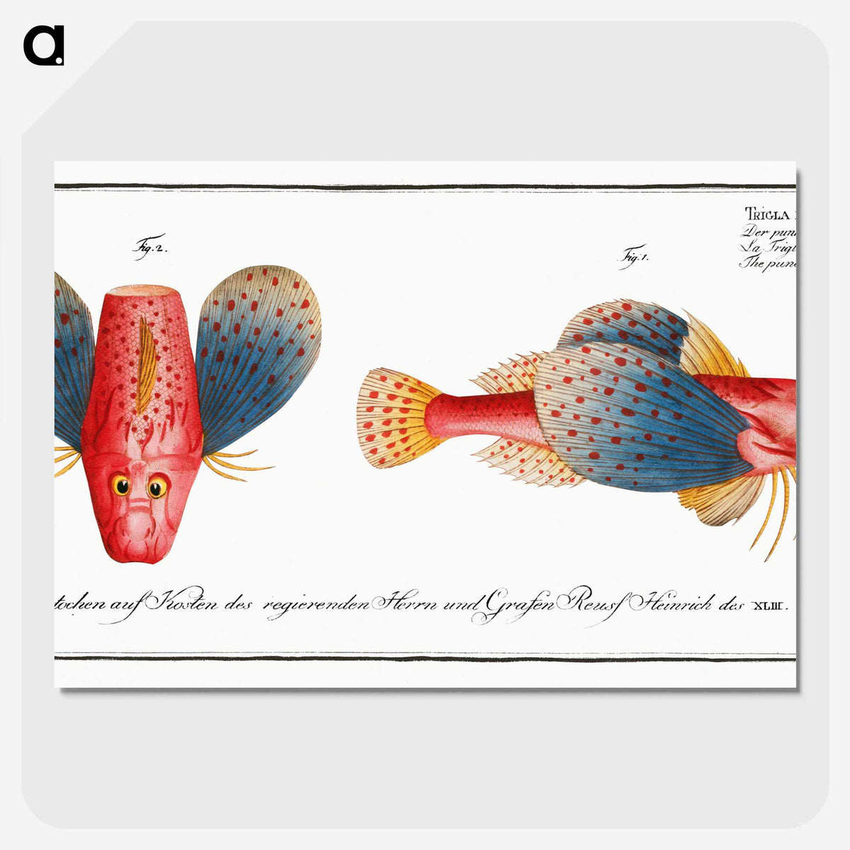 1-62_Ichtyologie-ou-Histoire-naturelle_picture-crop