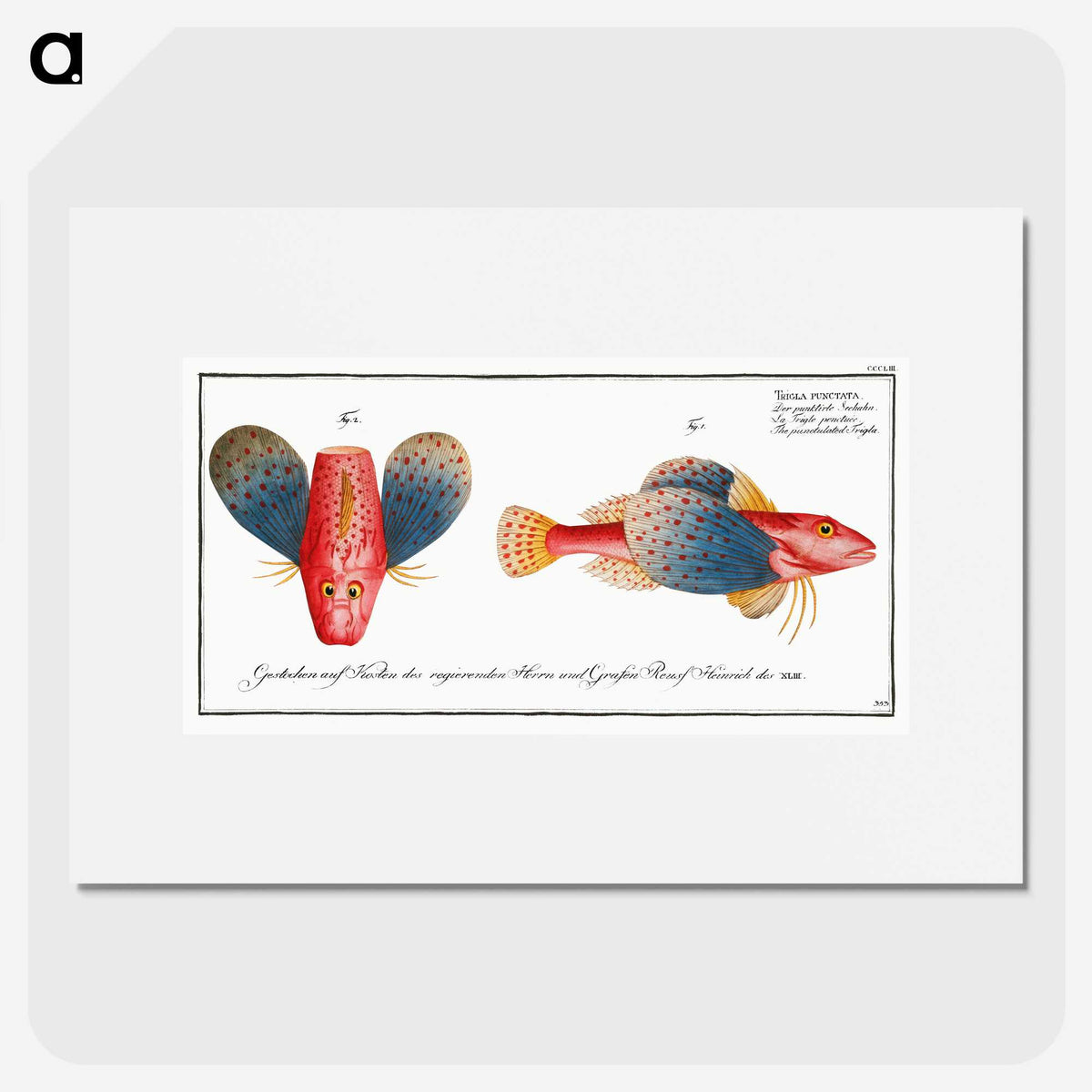 1-62_Ichtyologie-ou-Histoire-naturelle_picture