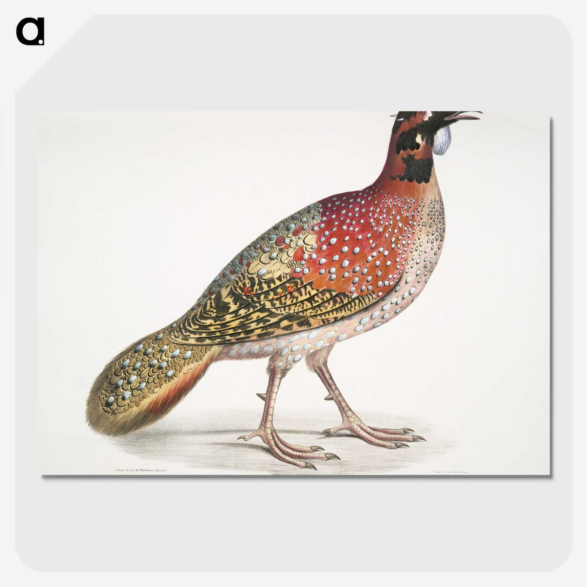 1-62_Indian-Zoology_picture-crop