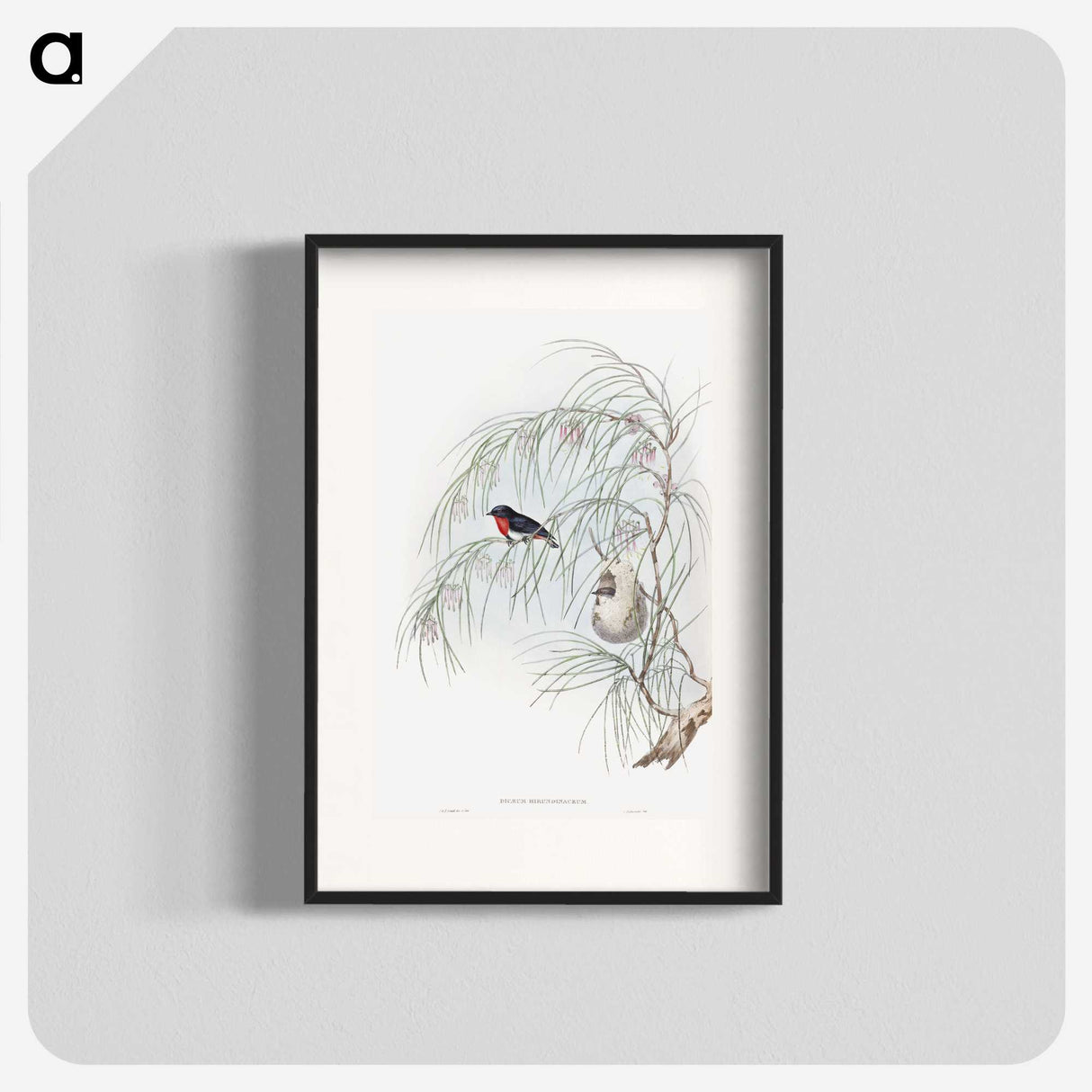 1-62_John-Gould_blk