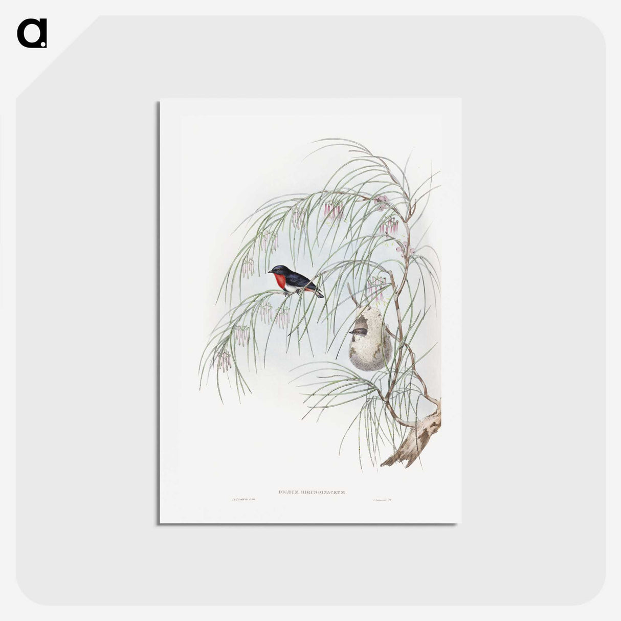 1-62_John-Gould_hagaki
