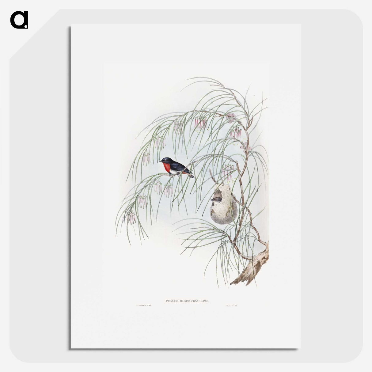 1-62_John-Gould_picture