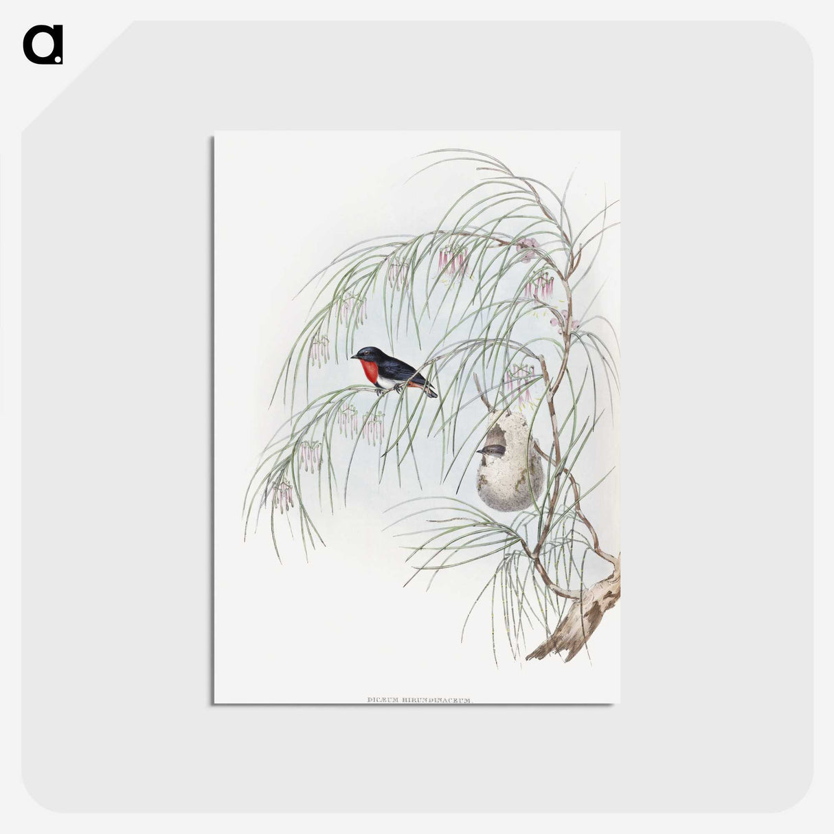 1-62_John-Gould_postcard