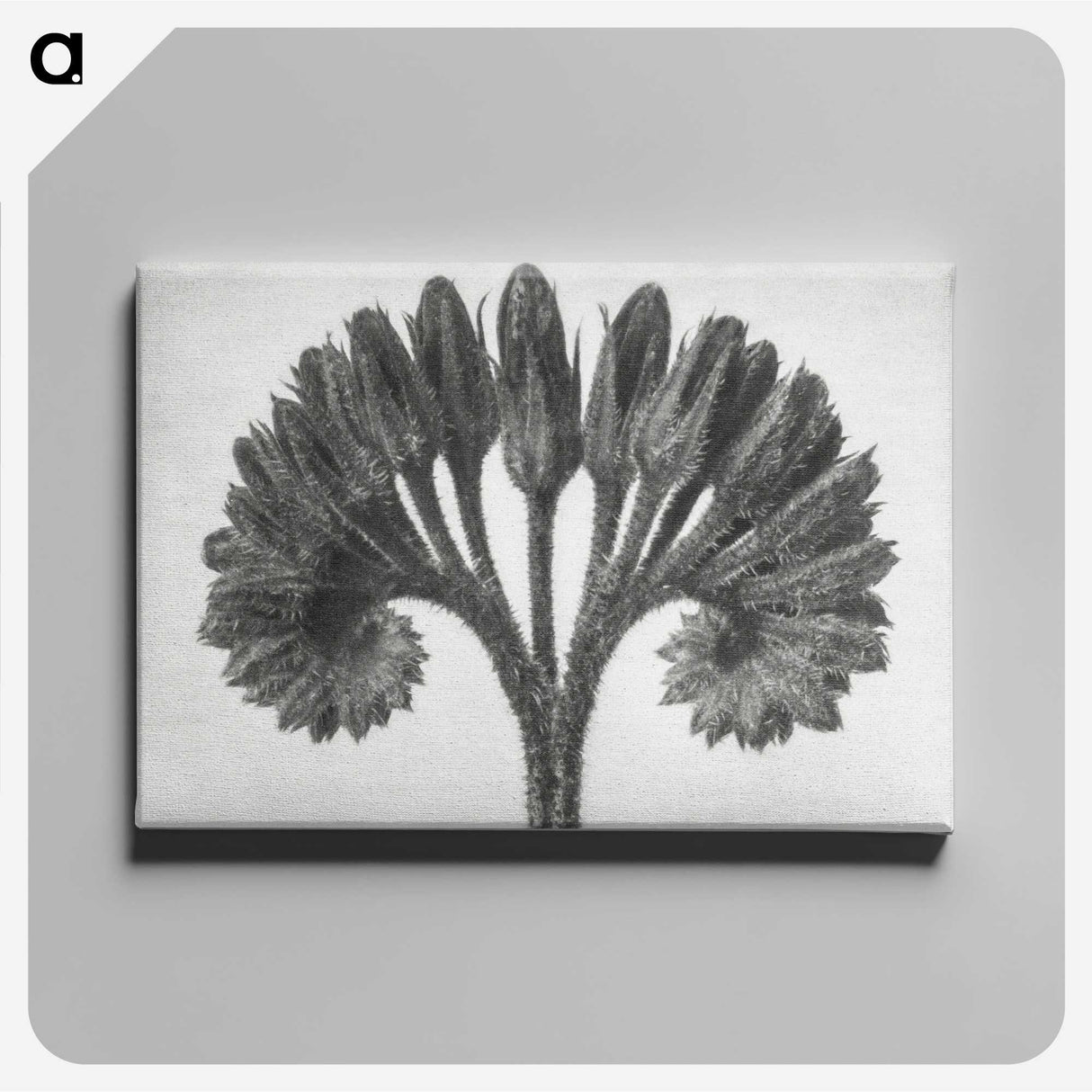1-62_Karl-Blossfeldt_canvas