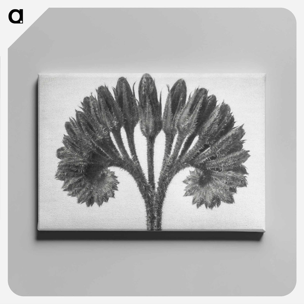 Symphytum Officinale (Common Comfrey) - カール ブロスフェルト Canvas.