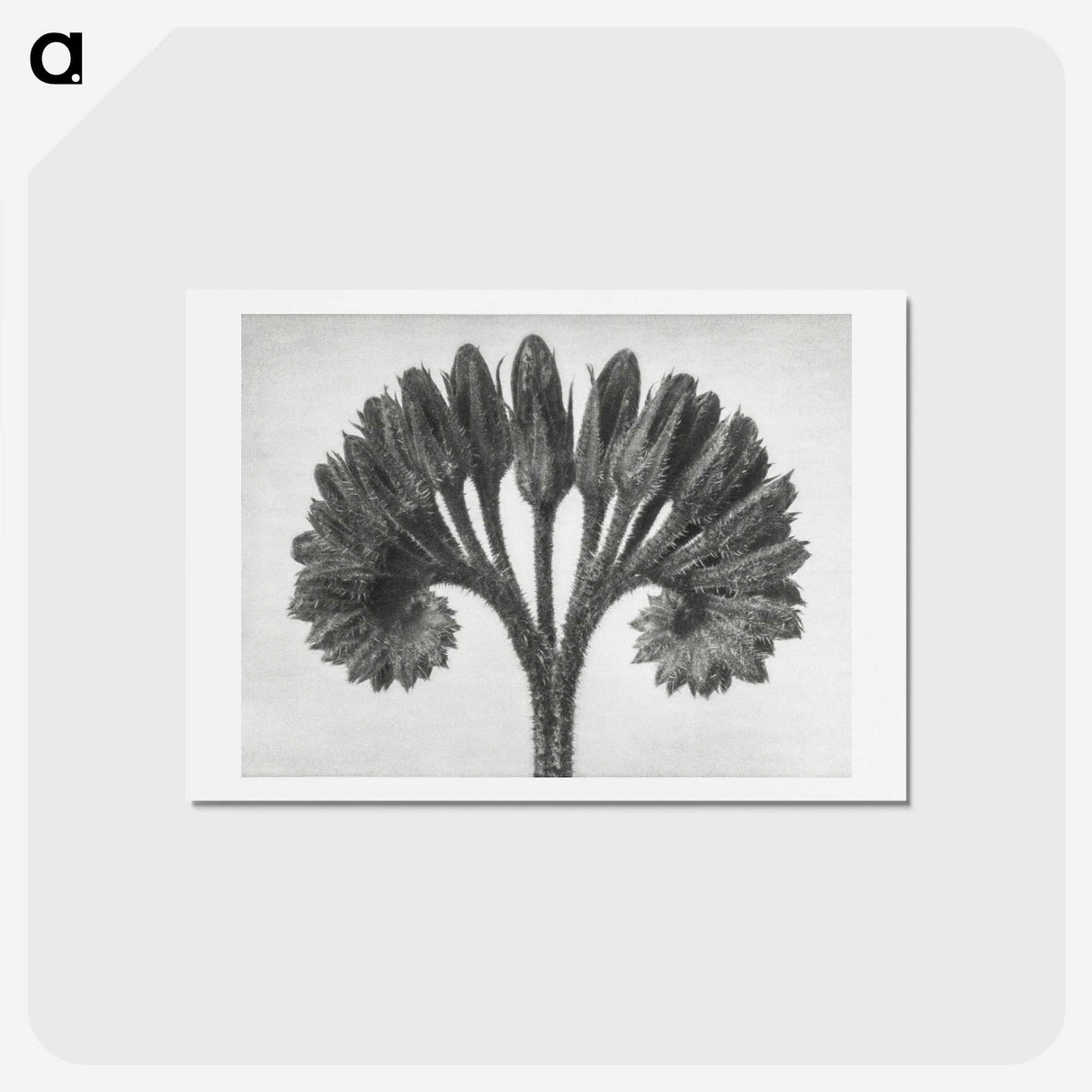 1-62_Karl-Blossfeldt_hagaki