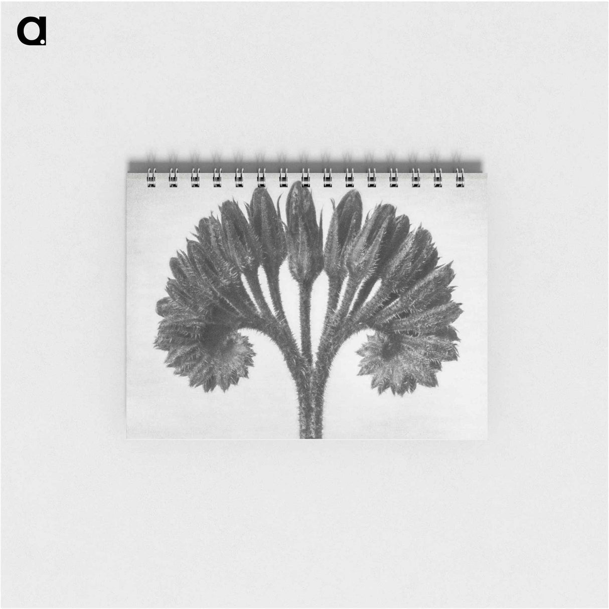 Symphytum Officinale (Common Comfrey) - カール ブロスフェルト Memo.