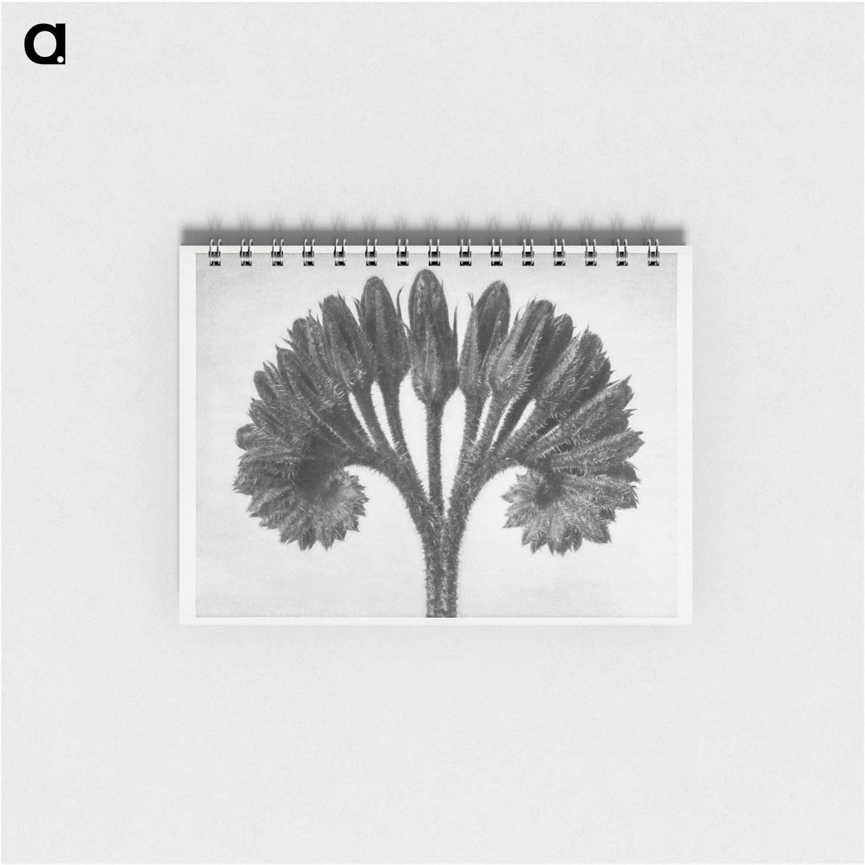 Symphytum Officinale (Common Comfrey) - カール ブロスフェルト Memo.