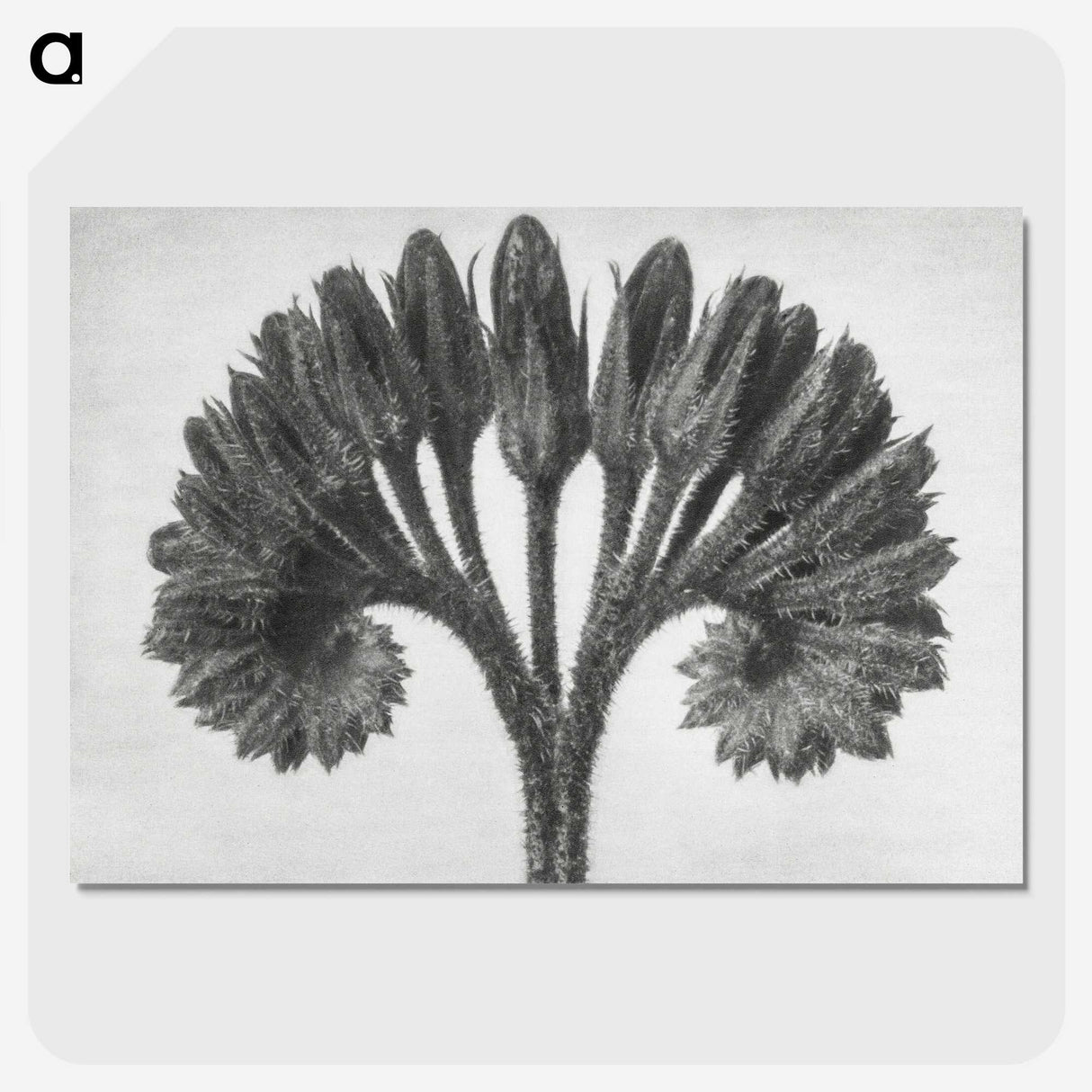 1-62_Karl-Blossfeldt_picture-crop