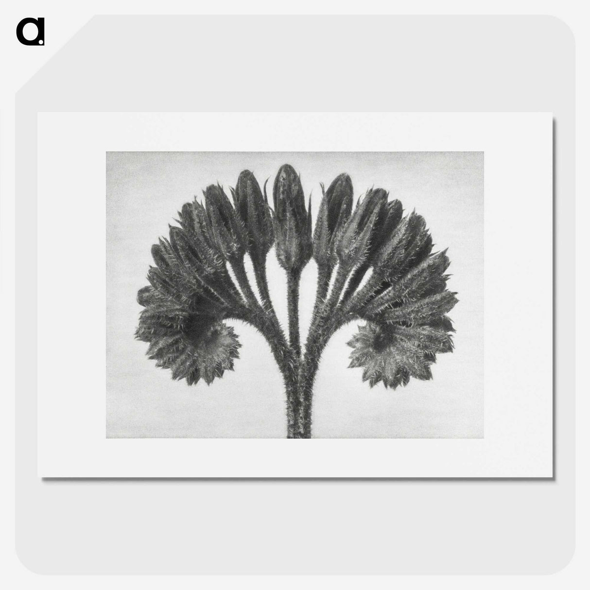 1-62_Karl-Blossfeldt_picture