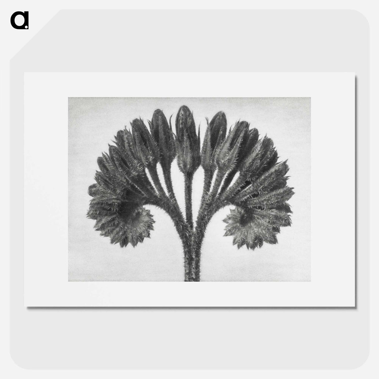 Symphytum Officinale (Common Comfrey) - カール ブロスフェルト Poster.